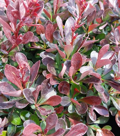 Barberry Cabernet®